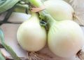 Soñar con cebollas : 44 escenarios y significados