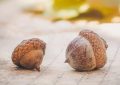 Soñar con bellotas : 43 escenarios y significados