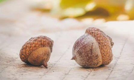 Soñar con bellotas : 43 escenarios y significados