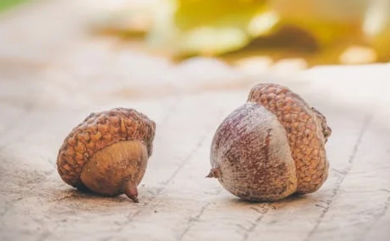 Soñar con bellotas : 43 escenarios y significados
