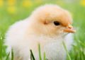 Soñar con pollos : 30 escenarios y significados
