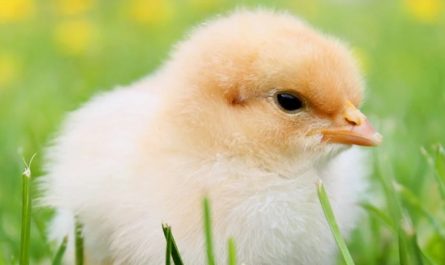 Soñar con pollos : 30 escenarios y significados
