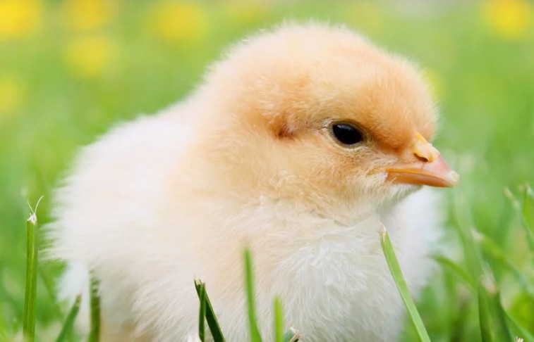 Soñar con pollos : 30 escenarios y significados