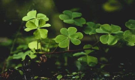 Soñar con un trébol de cuatro hojas : 43 escenarios y significados