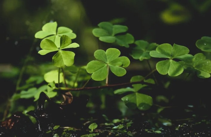 Soñar con un trébol de cuatro hojas : 43 escenarios y significados