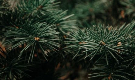 Soñar con pinos : 49 escenarios y significados