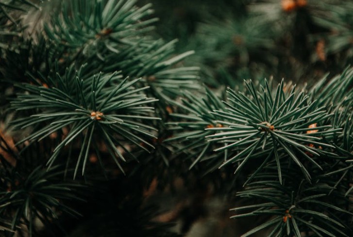 Soñar con pinos : 49 escenarios y significados