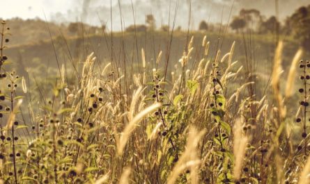 Soñar con maleza : 35 escenarios y significados