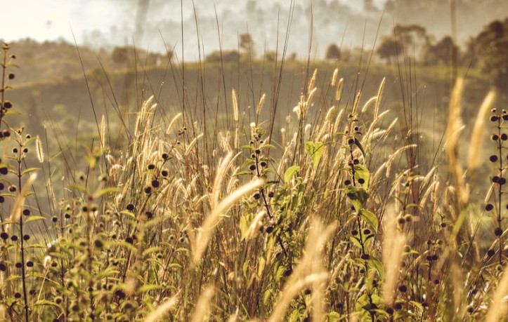 Soñar con maleza : 35 escenarios y significados