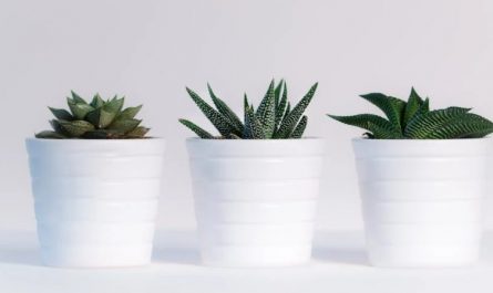 Soñar con plantas : 40 escenarios y significados