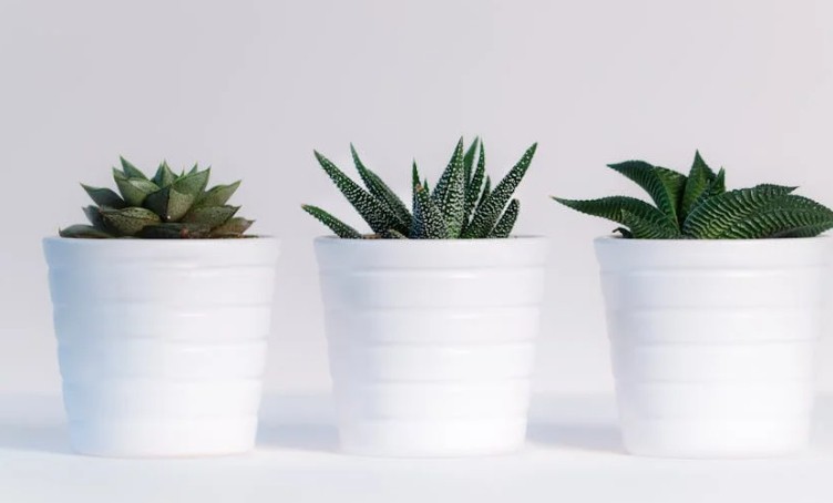 Soñar con plantas : 40 escenarios y significados