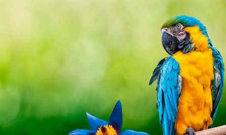 Soñar con un loro : 20 escenarios y significados