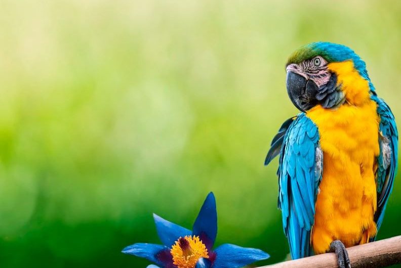 Soñar con un loro : 20 escenarios y significados