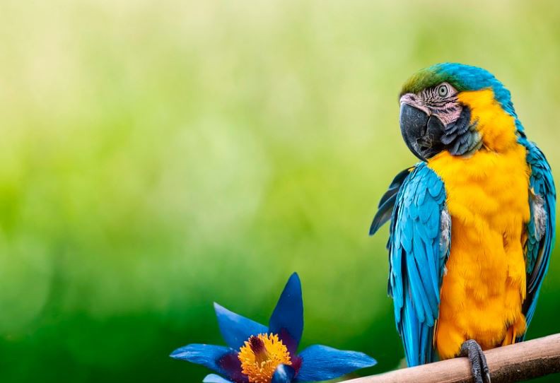 Soñar con un loro : 20 escenarios y significados