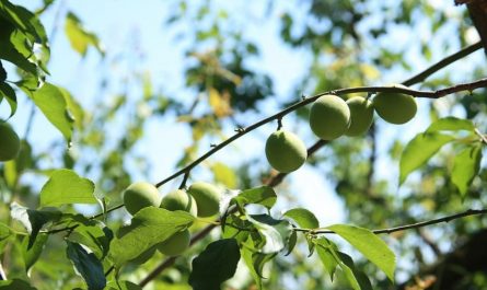 Soñar con ciruelas : 9 escenarios y significados