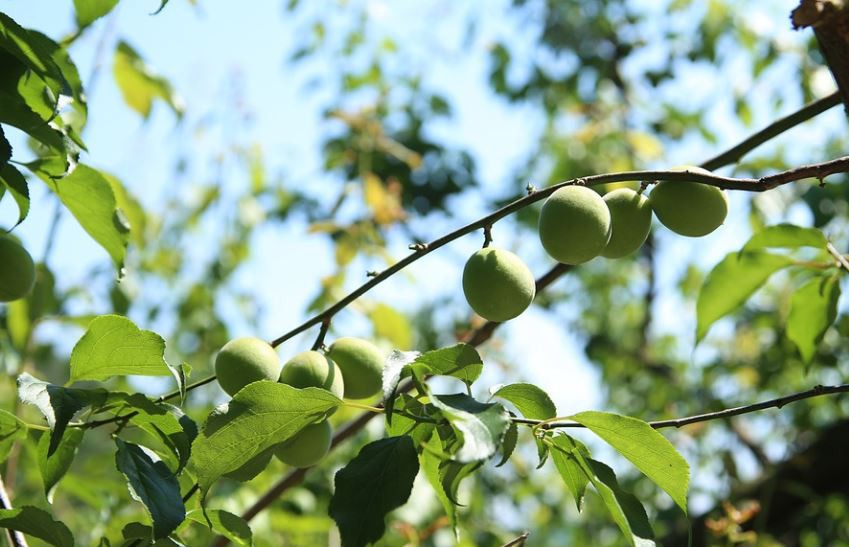 Soñar con ciruelas : 9 escenarios y significados