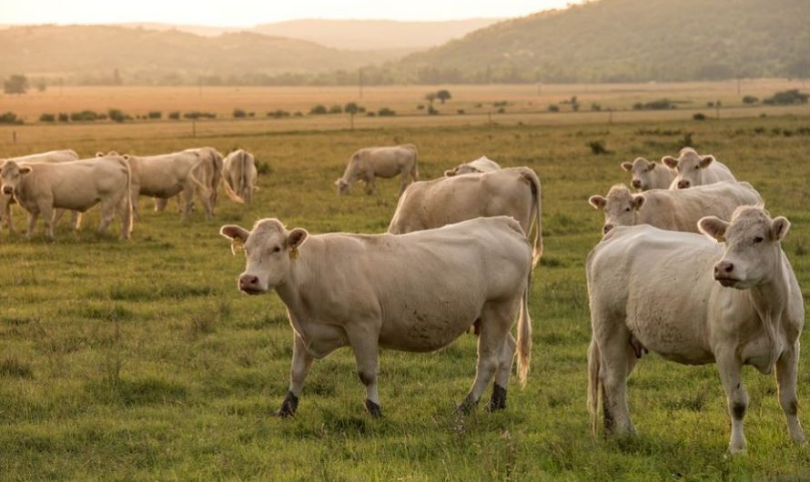 Soñar con vacas : 23 escenarios y significados