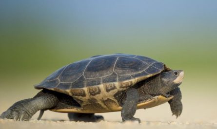 Soñar con una tortuga : 21 escenarios y significados