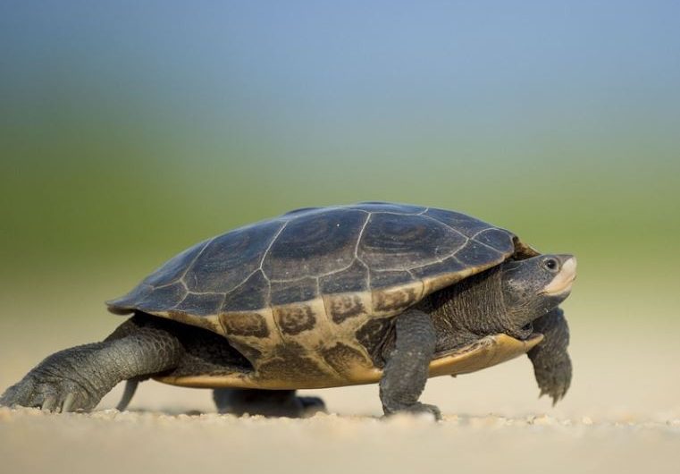 Soñar con una tortuga  : 21 escenarios y significados