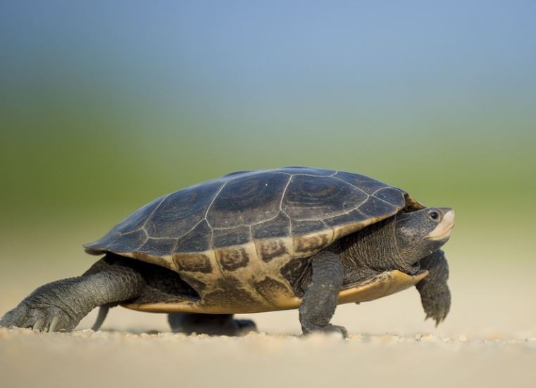 Soñar con una tortuga : 21 escenarios y significados