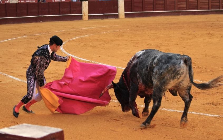 Soñar con un toro  : 21 escenarios y significados