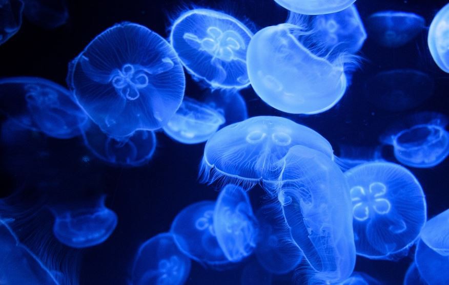 Soñar con medusas : 13 escenarios y significados