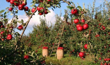 Soñar con árboles frutales : 10 escenarios y significados