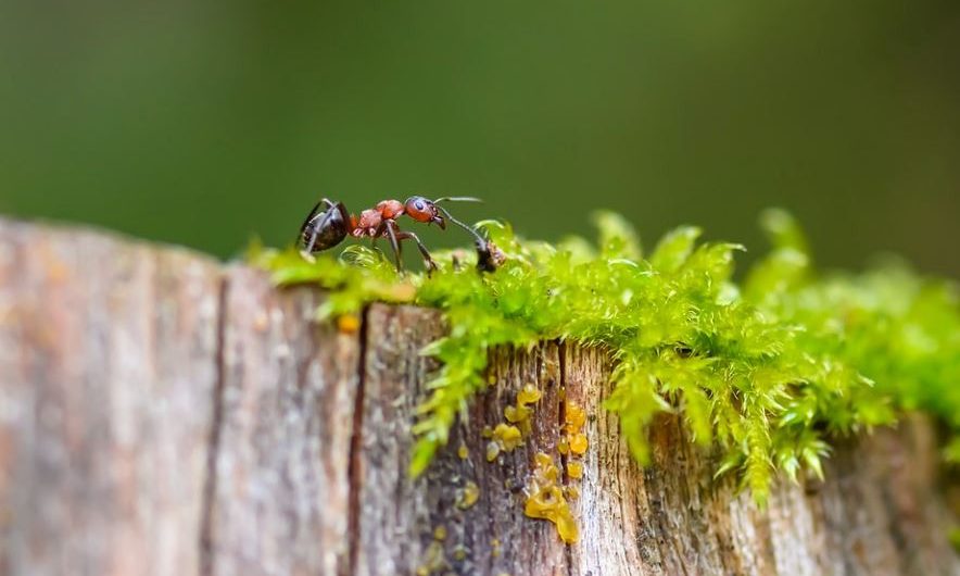 Soñar con hormigas rojas : 10 escenarios y significados