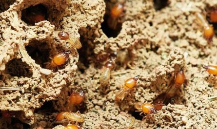 Soñar con termitas : 11 escenarios y significados