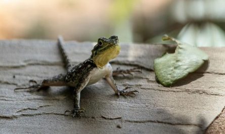 Soñar con un lagarto : 18 escenarios y significados