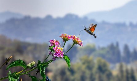 Soñar con polillas : 13 escenarios y significados