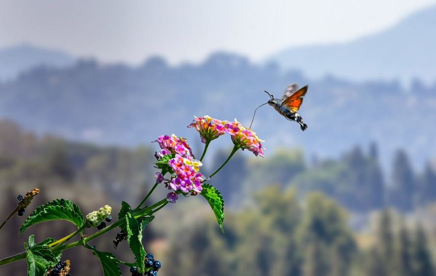 Soñar con polillas : 13 escenarios y significados