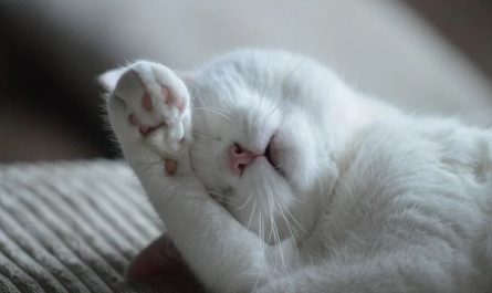 Soñar con un gato enfermo : 15 escenarios y significados