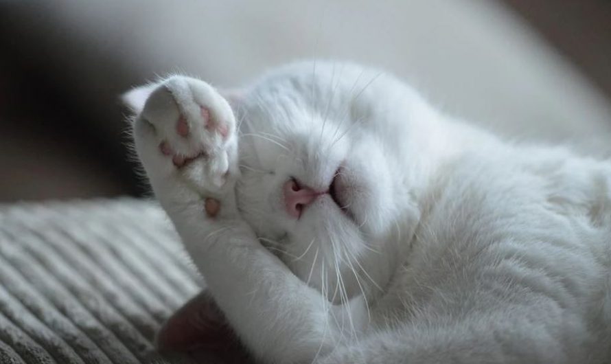 Soñar con un gato enfermo : 15 escenarios y significados