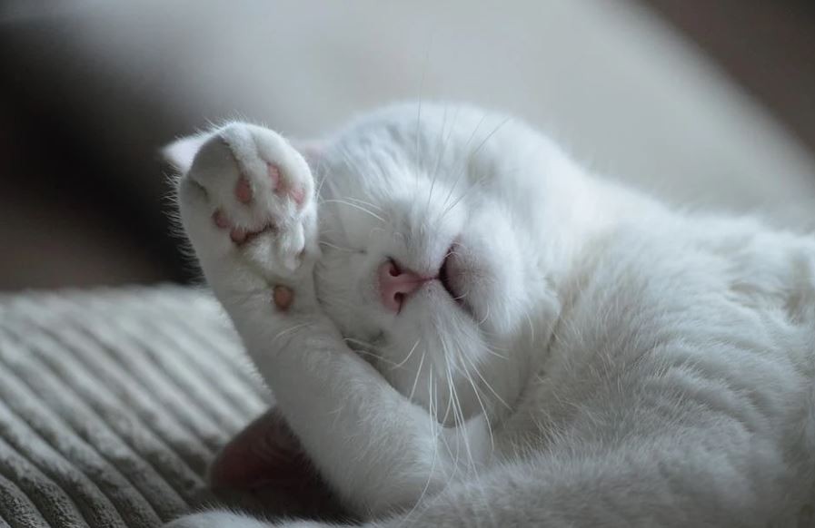 Soñar con un gato enfermo : 15 escenarios y significados