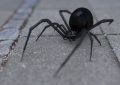 Soñar con una araña negra : 8 escenarios y significados
