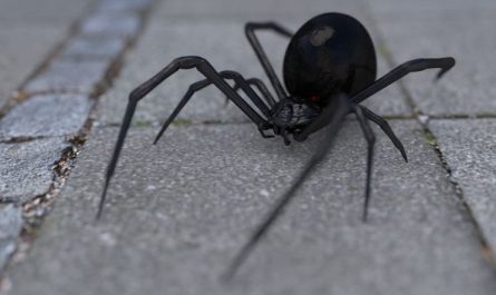Soñar con una araña negra : 8 escenarios y significados