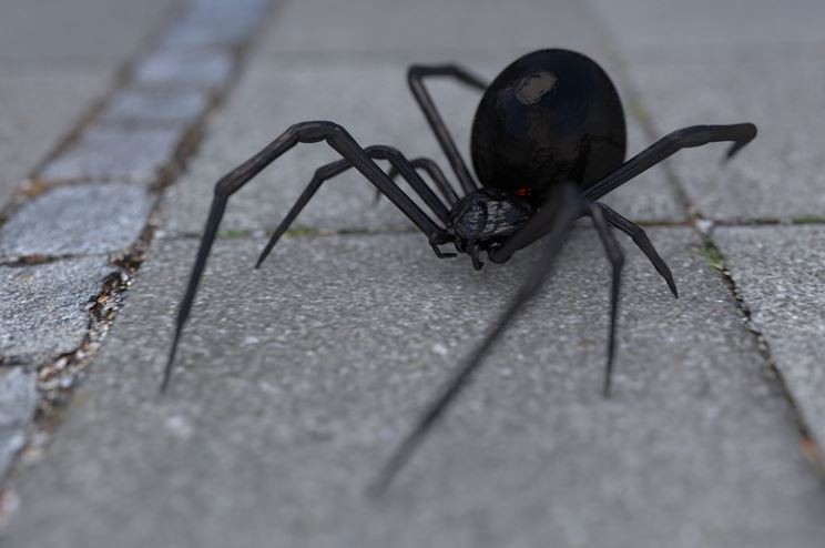 Soñar con una araña negra : 8 escenarios y significados