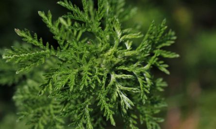 Soñar con Artemisia : 10 significado y simbolismo