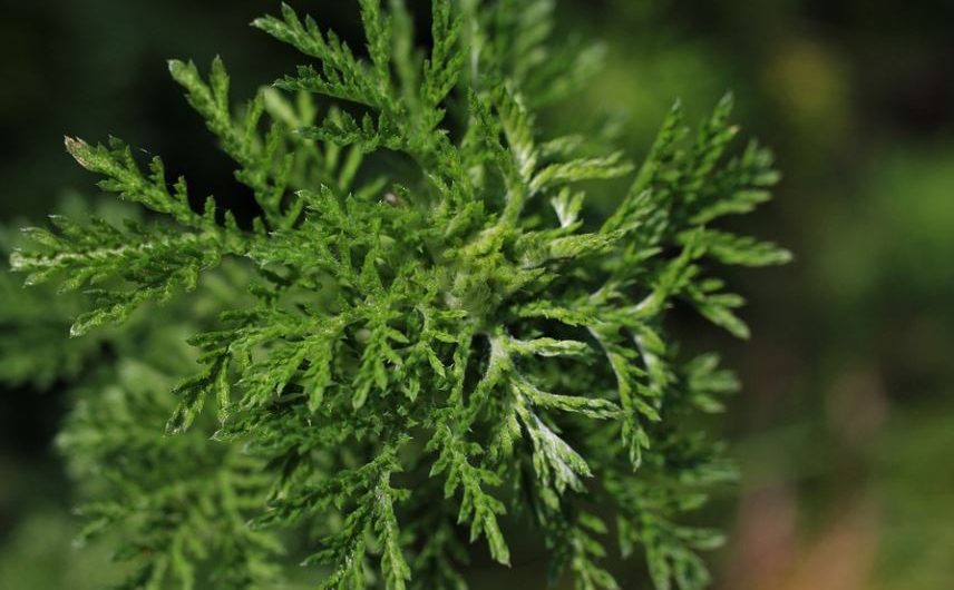 Soñar con Artemisia : 10 significado y simbolismo