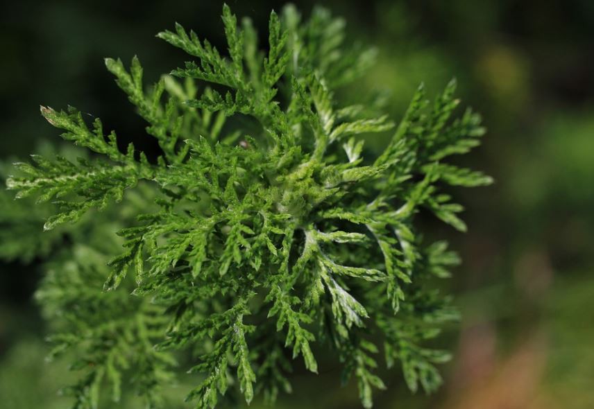 Soñar con Artemisia : 10 significado y simbolismo