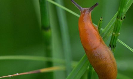 Soñar con babosas : 10 significado y simbolismo