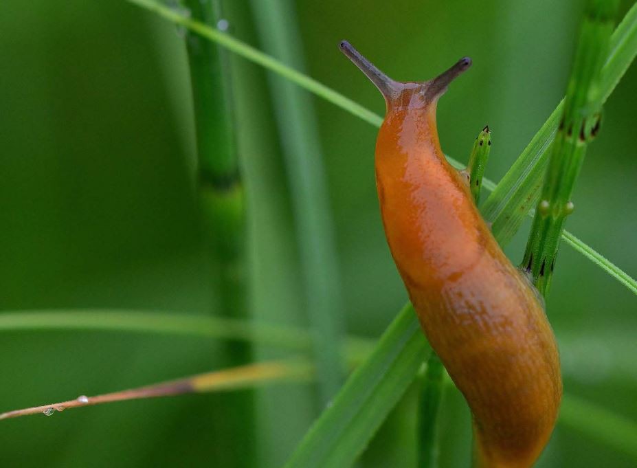 Soñar con babosas : 10 significado y simbolismo