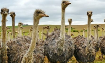 Soñar con avestruz : 18 significado y simbolismo