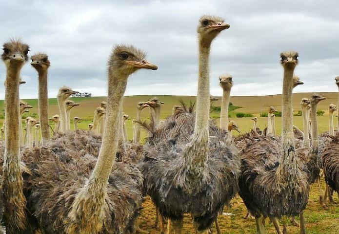 Soñar con avestruz : 18 significado y simbolismo