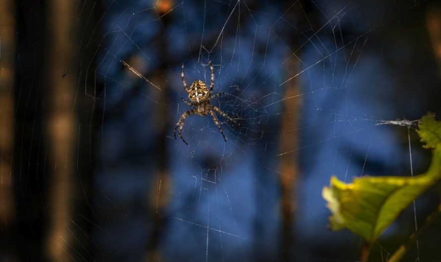 Soñar con picaduras de araña : 7 significado y simbolismo