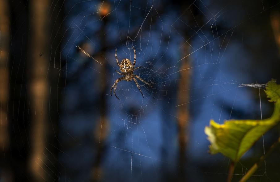 Soñar con picaduras de araña : 7 significado y simbolismo