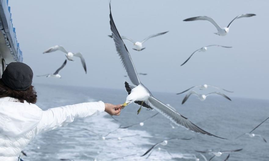 Soñar con gaviotas : 10 significado y simbolismo