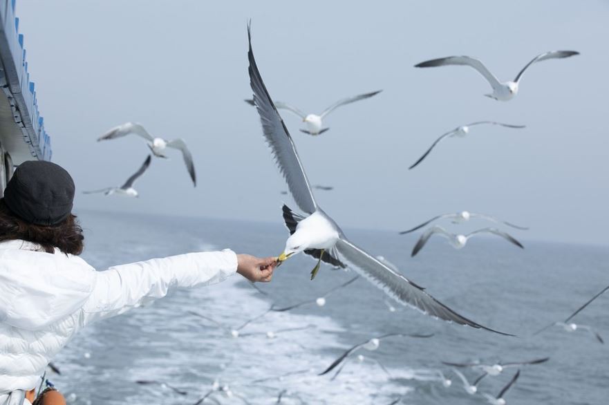 Soñar con gaviotas : 10 significado y simbolismo