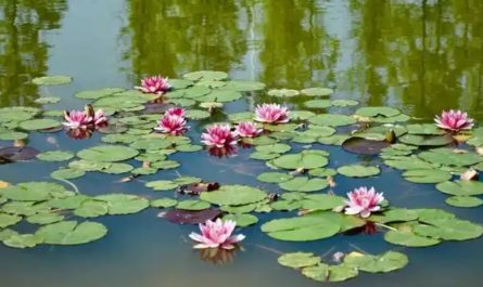 Soñar con un estanque : 28 significado y simbolismo